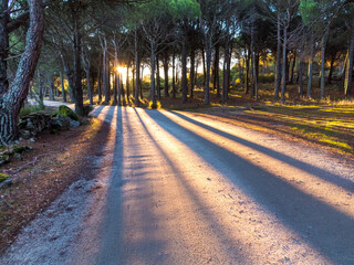 Sunrisse and pines at quarries road in Cadalso de los Vidrios. Madrid. Spain. Europe.