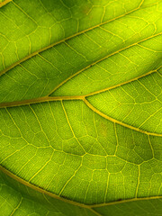 Closeup green leaf texture