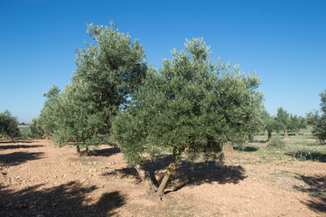 Paisaje español de olivar