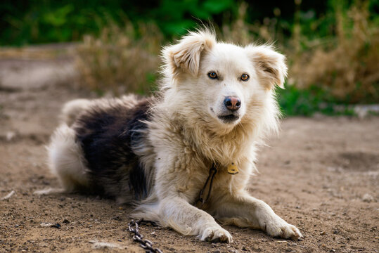 maremma sheepdog Australian  mountain portrait kokoni Aidi domestic atlas mountain dog white fur fluffy cute shepherd Closeup portrait enjoying outdoors beautiful day green  tongue out domestic bound 