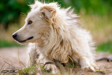 maremma sheepdog Australian  mountain portrait kokoni Aidi domestic atlas mountain dog white fur fluffy cute shepherd Closeup portrait enjoying outdoors beautiful day green  tongue out domestic bound 