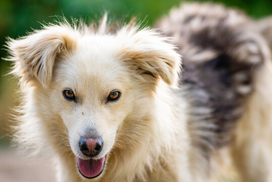 maremma sheepdog Australian  mountain portrait kokoni Aidi domestic atlas mountain dog white fur fluffy cute shepherd Closeup portrait enjoying outdoors beautiful day green  tongue out domestic bound 