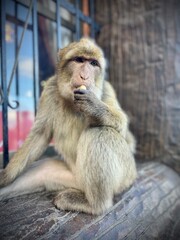 Mono macaco de Berberia