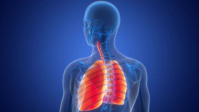Human Respiratory System Lungs Anatomy Animation Concept
