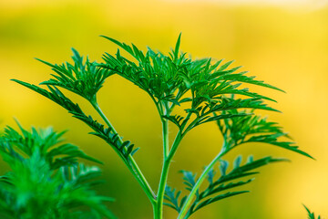 Ambrosia bushes. Ambrosia artemisiifolia causes allergies in summer and autumn. dangerous weed. Its pollen causes severe mouth  flowering Ragweed space for text beautiful yellow green  background.