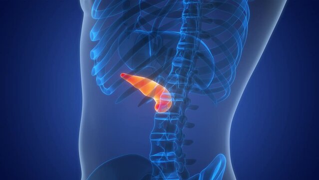 Human Internal Organ Pancreas Anatomy Animation Concept