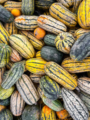 pumpkin plant fresh harvest varieties of pumpkins food snack outdoor copy space food background rustic top view vegetarian vegan 