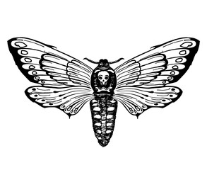 Obraz premium Butterfly Dead Head. Death s head hawk moth. Hand drawn vector ink illustration in trendy engraved style. Moth design tattoo sketch. Vintage drawing for t-shirt print, poster, coloring book. Tattoo