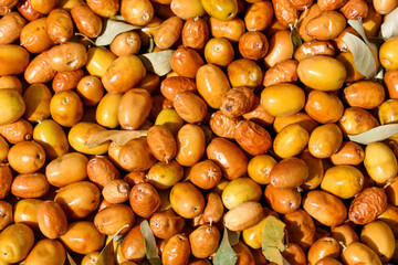 Russian Olive (Elaeagnus angustifolia) fruit