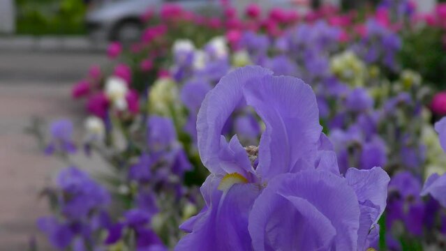 Iris flowers close up on the flower bed against the background of other bright flowers. City landscape. Cars and pedestrians 