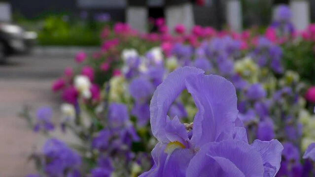 Iris flowers close up on the flower bed against the background of other bright flowers. City landscape. Cars and pedestrians 