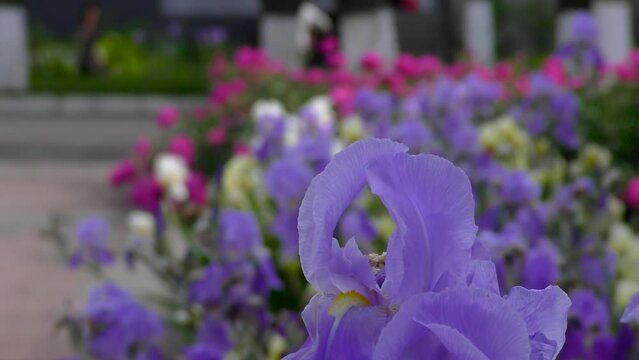 Iris flowers close up on the flower bed against the background of other bright flowers. City landscape. Cars and pedestrians 