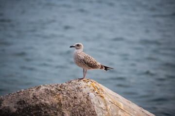 Seagull stading on a rock