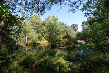 Pigeon pond in the Gorges of Franchard. Fontainebleau forest