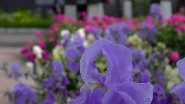 Iris flowers close up on the flower bed against the background of other bright flowers. City landscape. Cars and pedestrians 