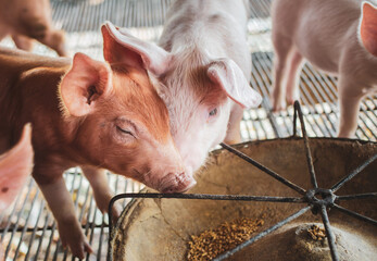 Ecological pigs and piglets, Pig Breeding farm in swine business in tidy and  indoor
