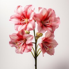 Full Viewamaryllis Hippeastrum Spp. , Isolated On White Background, For Design And Printing