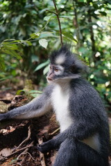 Naklejka na ściany i meble portrait of a thomas monkey, bukit lawang, sumatra, indonesia rainforest