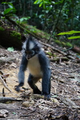 portrait of a thomas monkey, bukit lawang, sumatra, indonesia rainforest