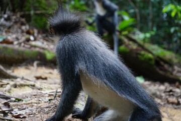 portrait of a thomas monkey and monkeys in the sumatra jungle indonesia, bukit lawang