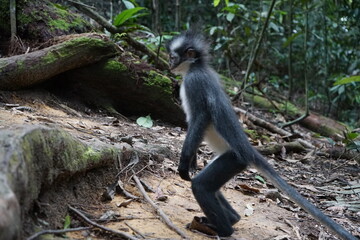 portrait of a thomas monkey and monkeys in the sumatra jungle indonesia, bukit lawang