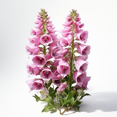 Full Viewfoxglove Digitalis Spp. , Isolated On White Background, For Design And Printing