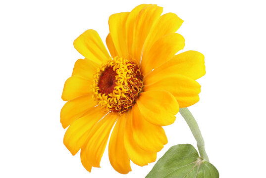 Yellow zinnia with leaf