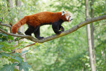 red panda on the tree