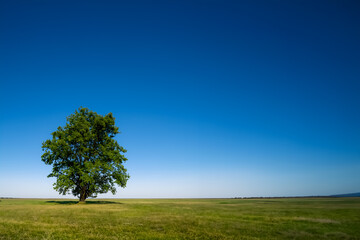 Fototapeta na wymiar 青い空と緑の芝生と大きな木だけがシンプルに見える光景