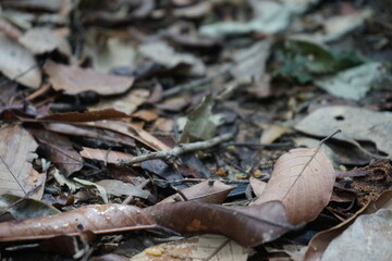 close up of brown leaves on the jungle floor