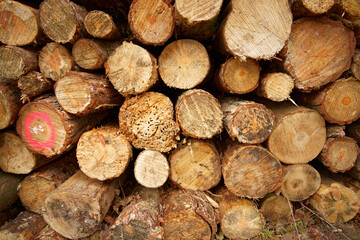 stack of firewood