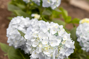 French Hydrangeas