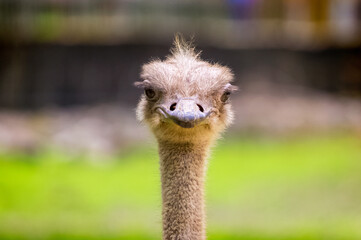 Ostrich Close Up