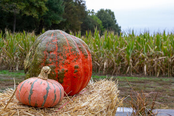 pumpkin in the field