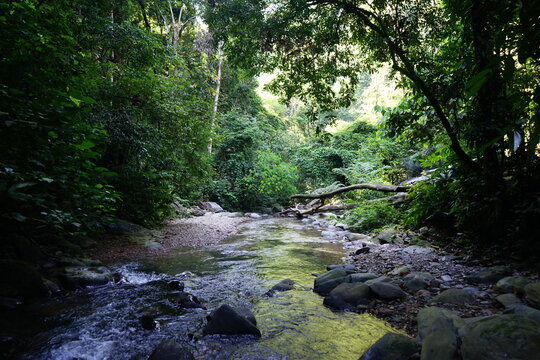 river in the jungle in bukit lawang sumatra indonesia rainforest in the morning