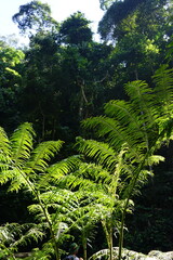 green fern in the forest