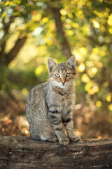 Naklejka na ściany i meble Photo of a striped kitten in the autumn garden.