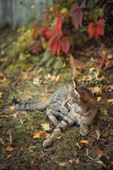 Photo of a striped kitten in the autumn garden.