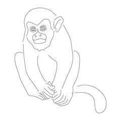 Hand-drawn Squirrel monkey. Vector editable stroke.