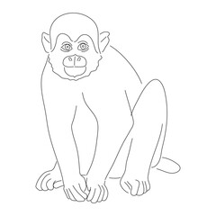Sketch drawing of a Squirrel monkey isolated on a white background. Vector editable stroke.
