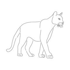 Hand-drawn Puma. Vector editable stroke.