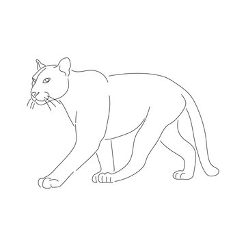 Sketch drawing of a Puma isolated on a white background. Vector editable stroke.