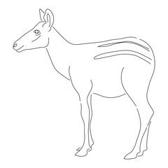 Sketch drawing of a Okapi isolated on a white background. Vector editable stroke.