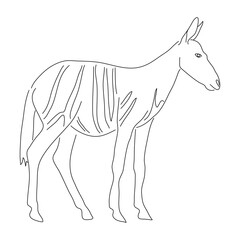 Hand-drawn Okapi. Vector editable stroke.