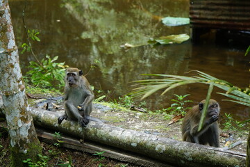 white tailed macaque sitting on the edge of a pond