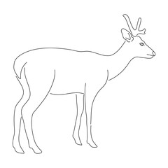 Sketch drawing of a Deer isolated on a white background. Vector editable stroke.