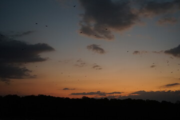 Obraz premium migration of flying foxes in the evening sky around komodo national park flores indonesia, bat migration, silhouettes