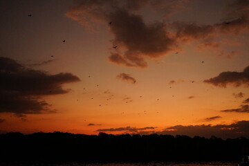 Fototapeta na wymiar sunset over water with flying foxes crossing from one mangrove to another