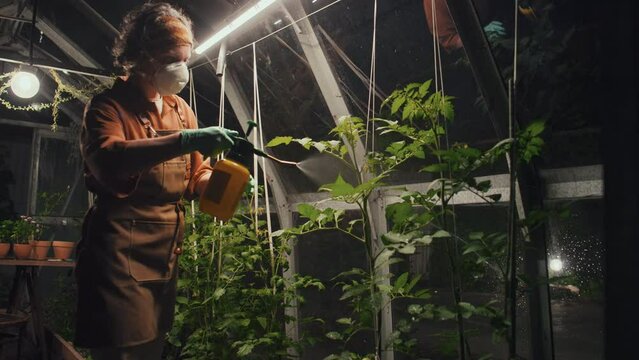 Medium long shot of plant breeder in protective mask treating tomato seedlings with chemical spray against pests while working in greenhouse