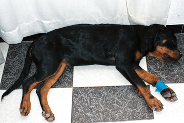 Dog with a bandage on its paw. Medical treatment, bandage on a wounded body part of a dog. Indoor flash photo. - Powered by Adobe